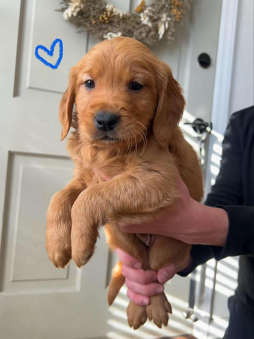 Golden Retriever Puppy